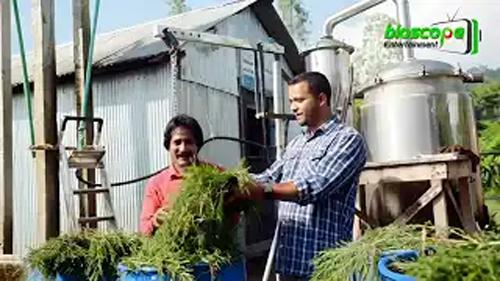 গাছের পাতা থেকে ৫০ হাজার টাকা লিটার দামের তেল উৎপাদন করছে বাংলাদেশ